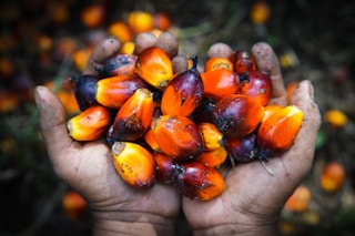 Hope for palm oil