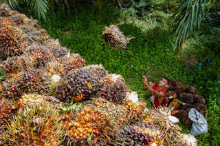 Indonesia_Farmer_Oil_Palm