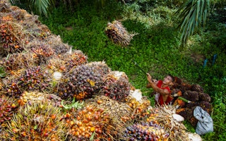 EU deforestation rule could be threat or opportunity for Indonesia
