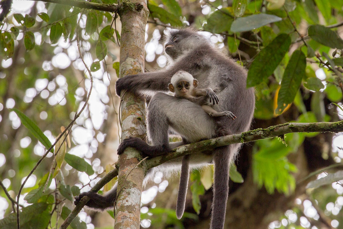 Hanging by a Monkey Bar — Council Road Women