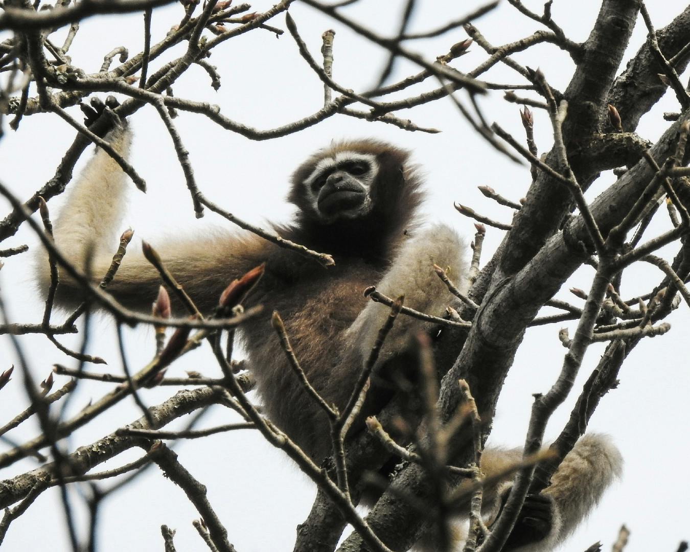 Hoolock_Gibbons_Assam