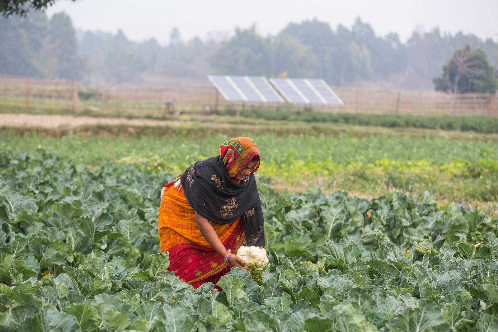 Solar_Pump_Farmer_Nepal
