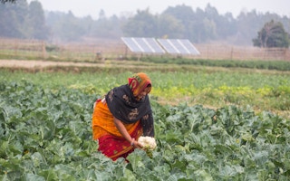 Solar_Pump_Farmer_Nepal