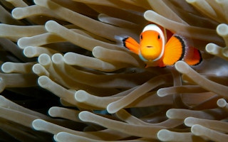 Clownfish_Marine_Life