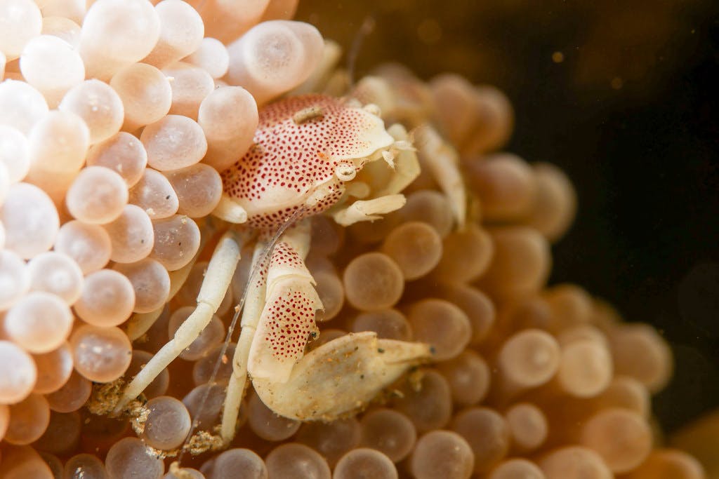 Marine_Life_Crab_