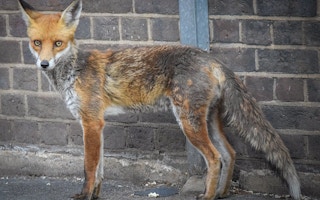 A fox in London city in May 2020.