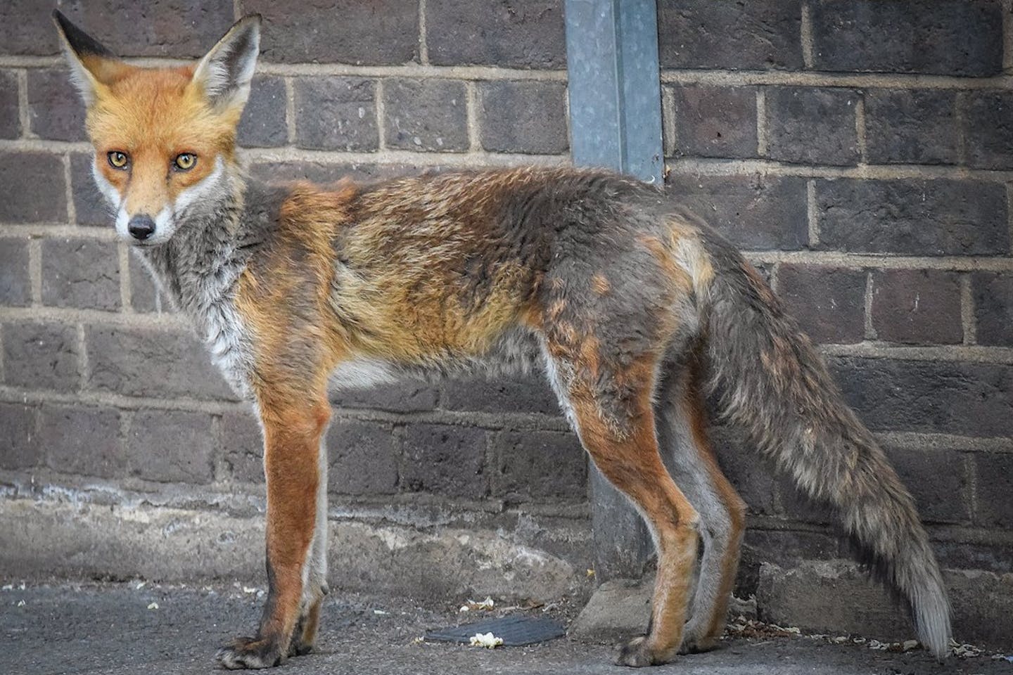 A fox in London city in May 2020.