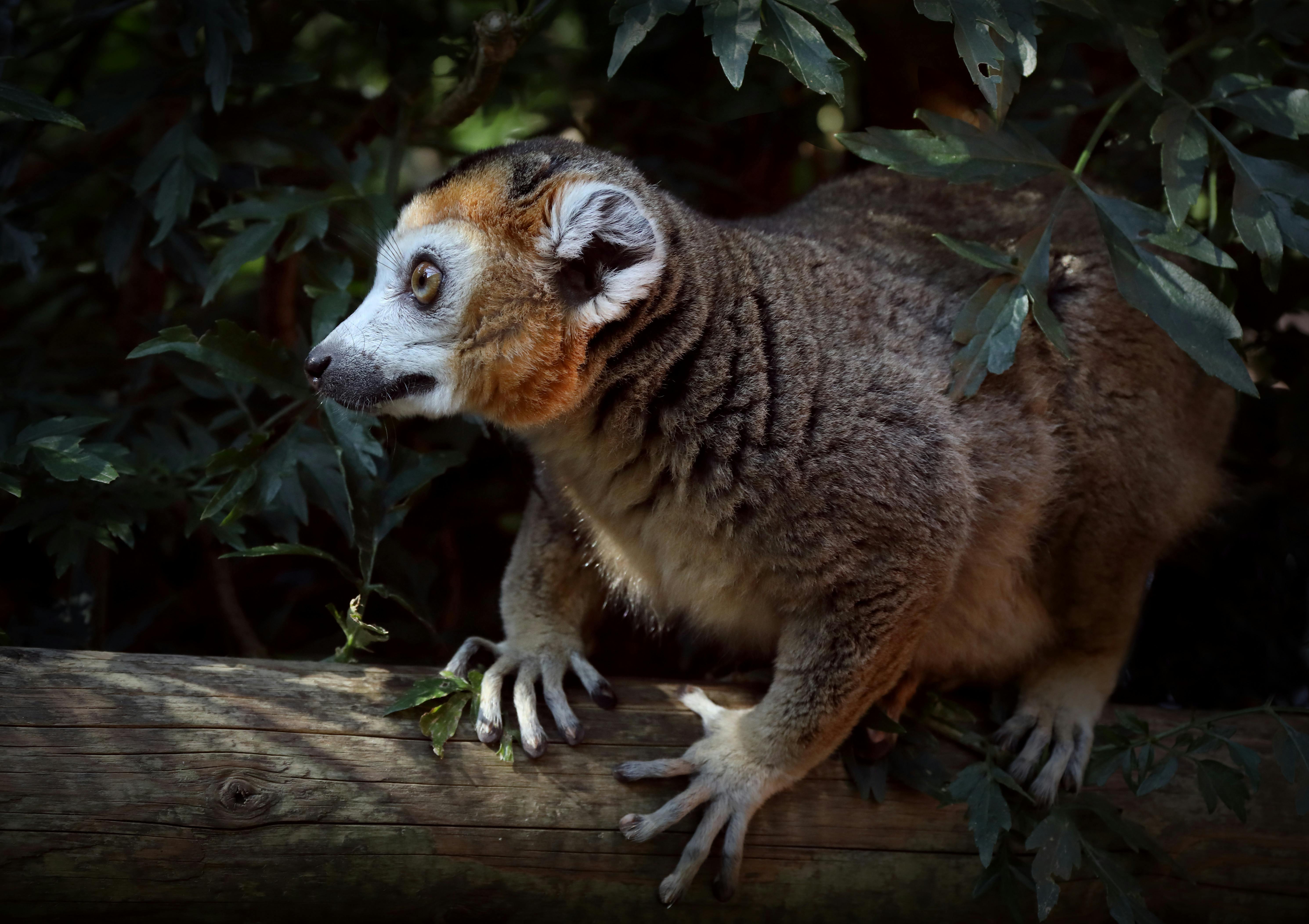 Crowned_Lemur_UK