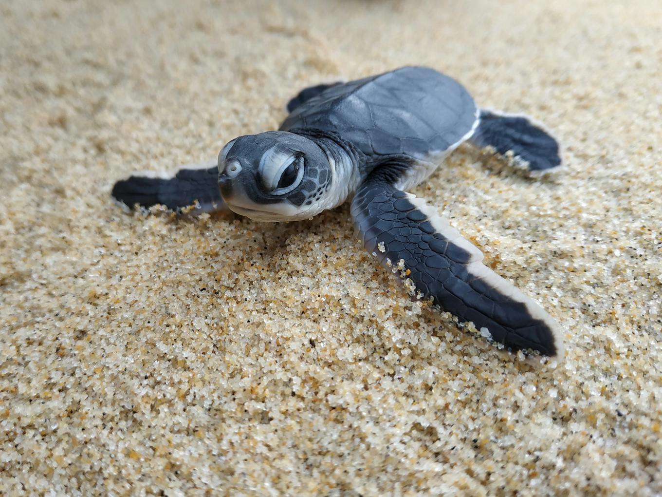 cutest baby sea turtles