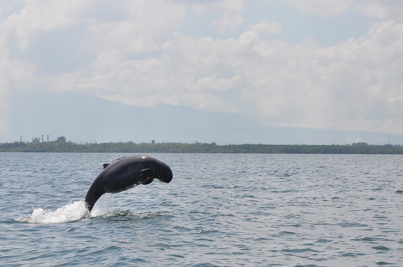 Irrawaddy Dolphin_5