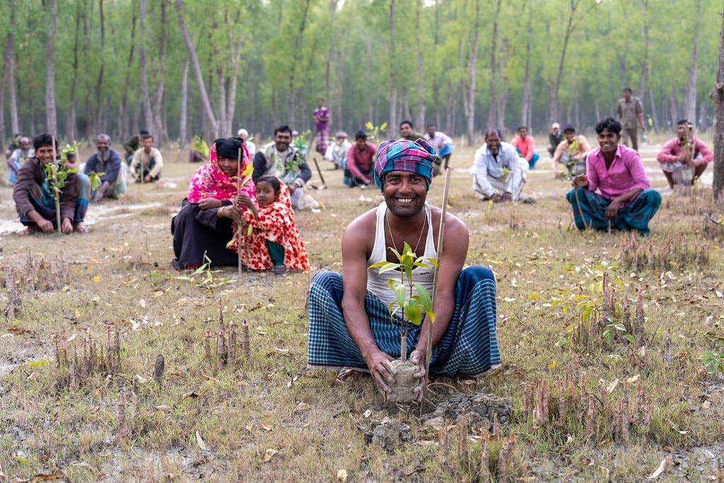 Mangroves_Bangladesh