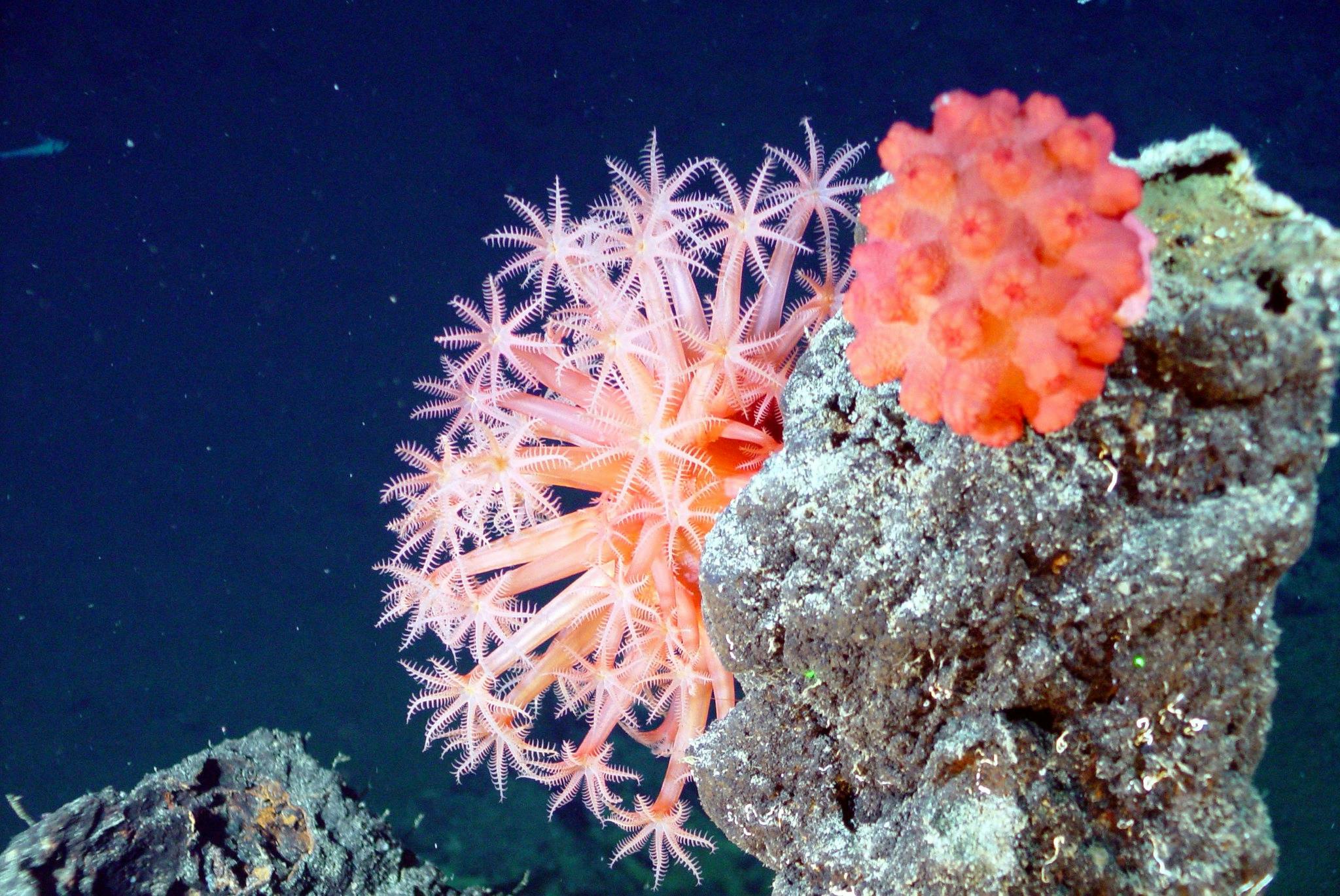 Coral_Research_Inequality_NOAA