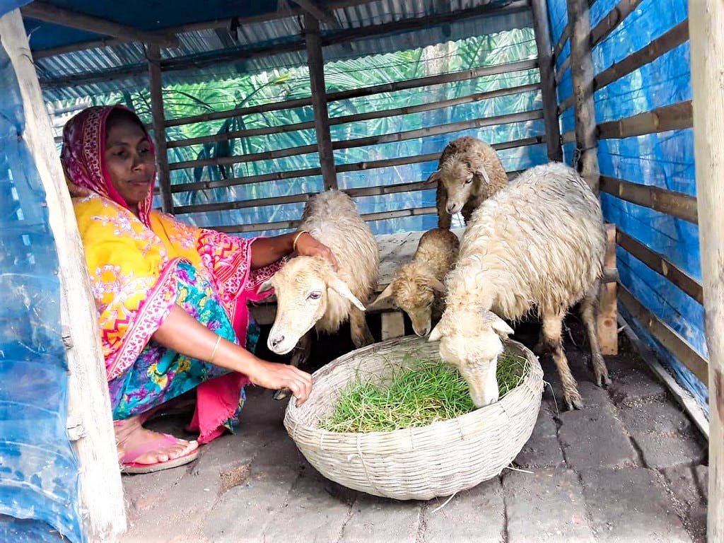 Sheep_Rearing_India