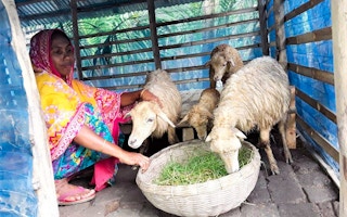 Sheep_Rearing_India
