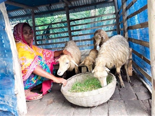 Sheep_Rearing_India