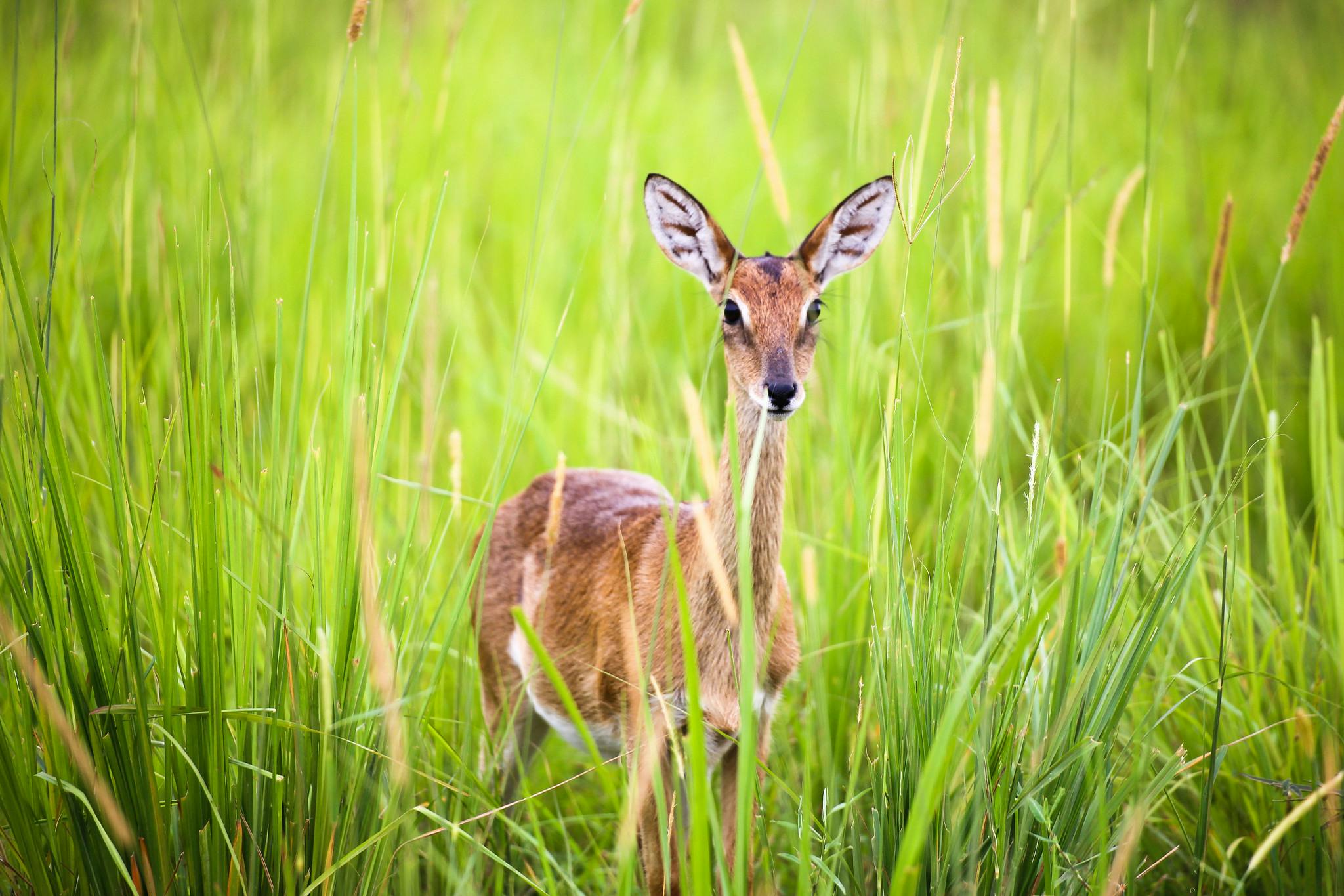 Wildlife_Conservation_Deer_USAID