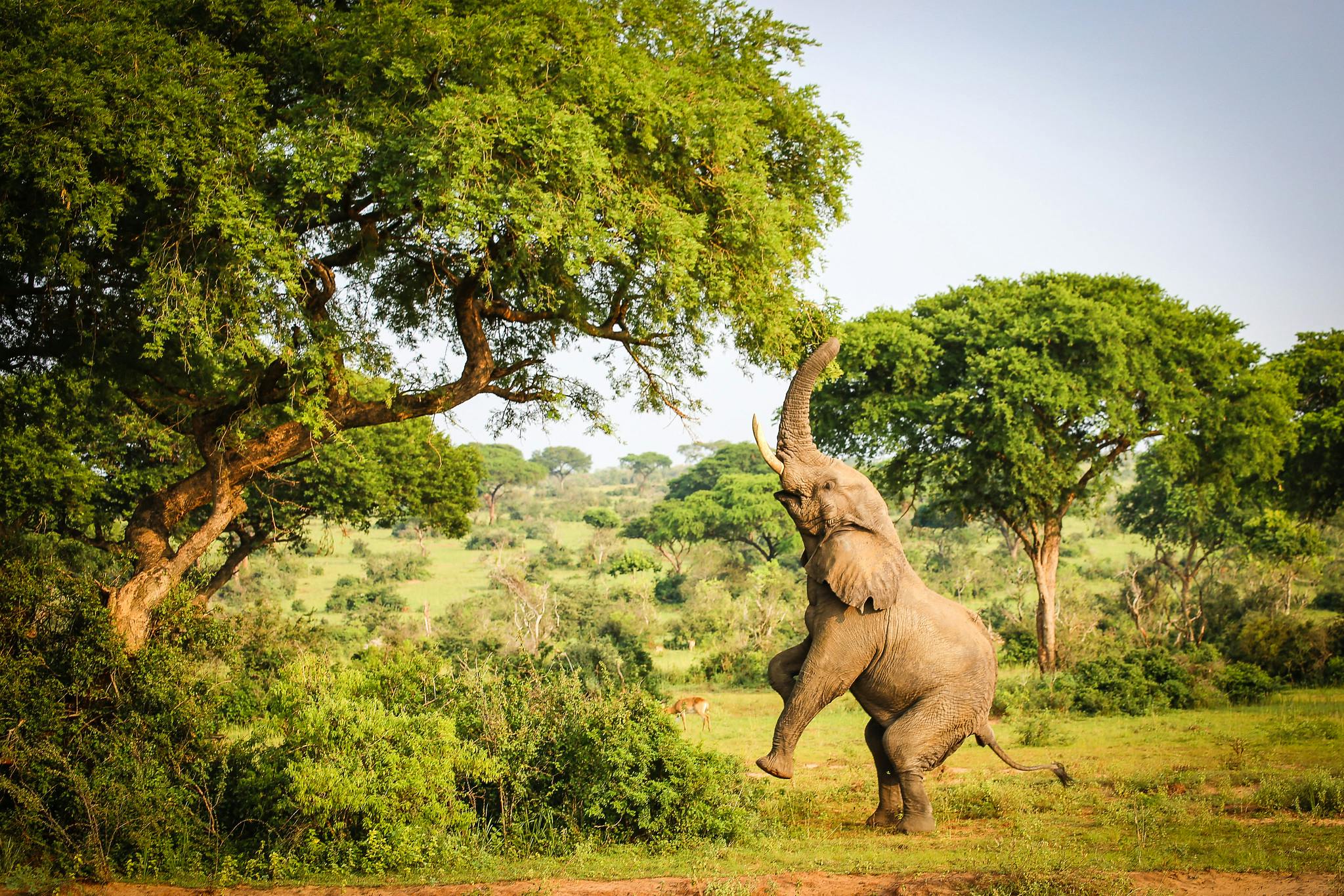 Elephant_Sanctuary_Conservation_USAID