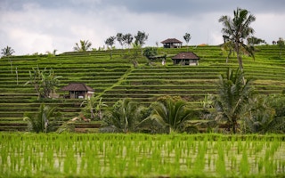 Rice_Terraces_Bali