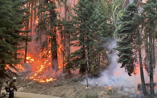 fire in sequoia national forest