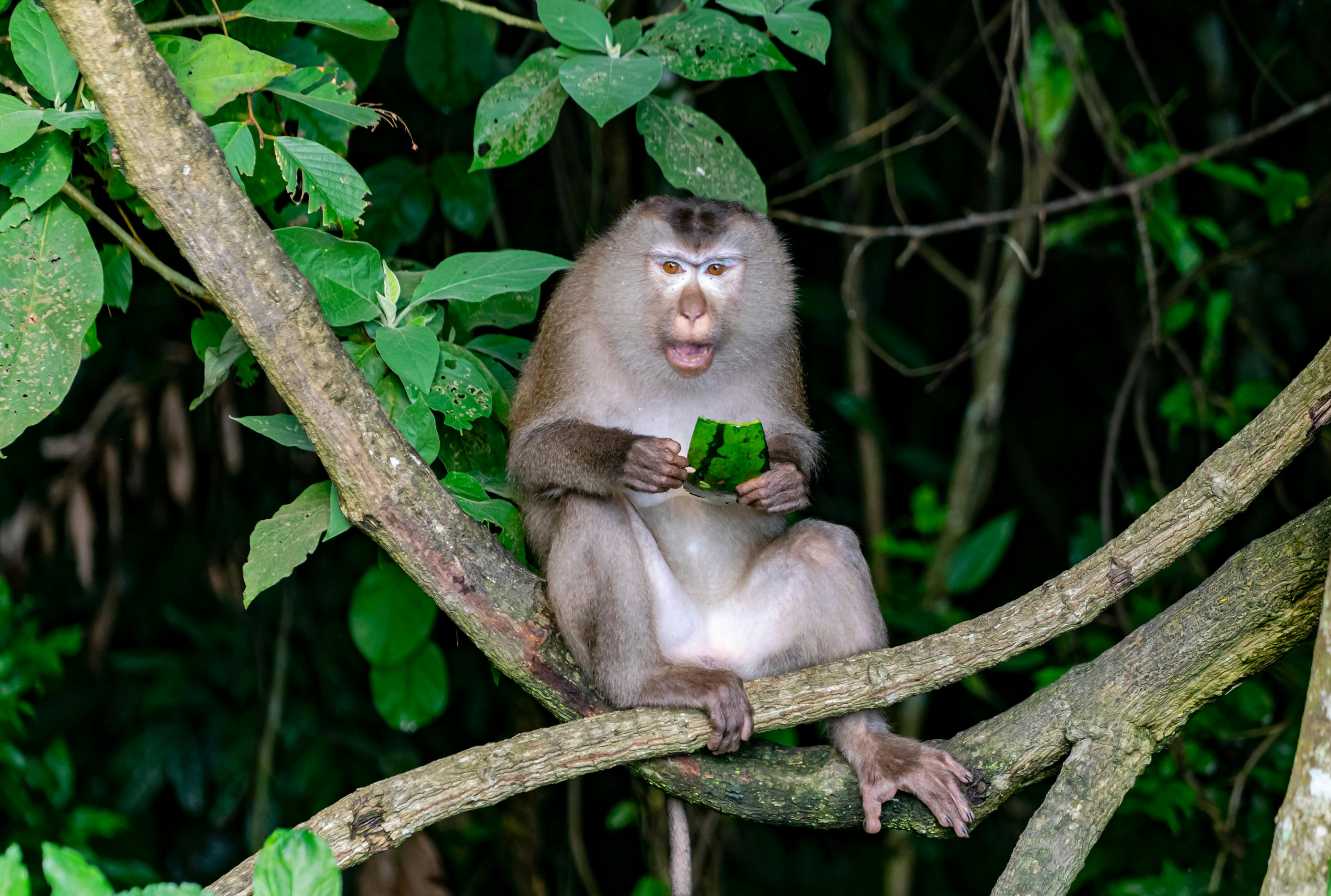 Khao Yai National Park_Thailand