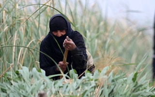 Women_Farmer_Iraq
