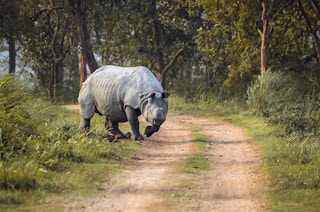 Rhino_India_Park