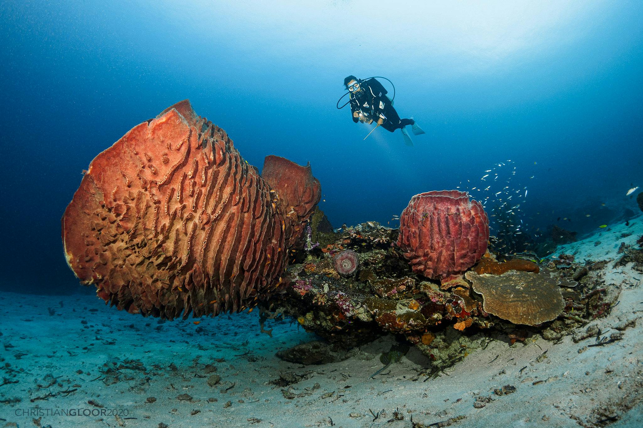 Table_Coral_Diver_Indonesia