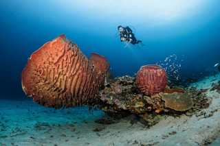 Table_Coral_Diver_Indonesia