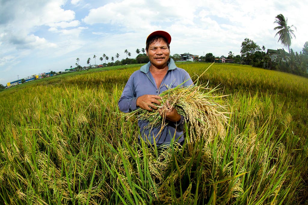Farmer_Rice_Phiippines