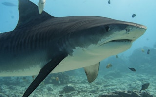 Shark_Maldives