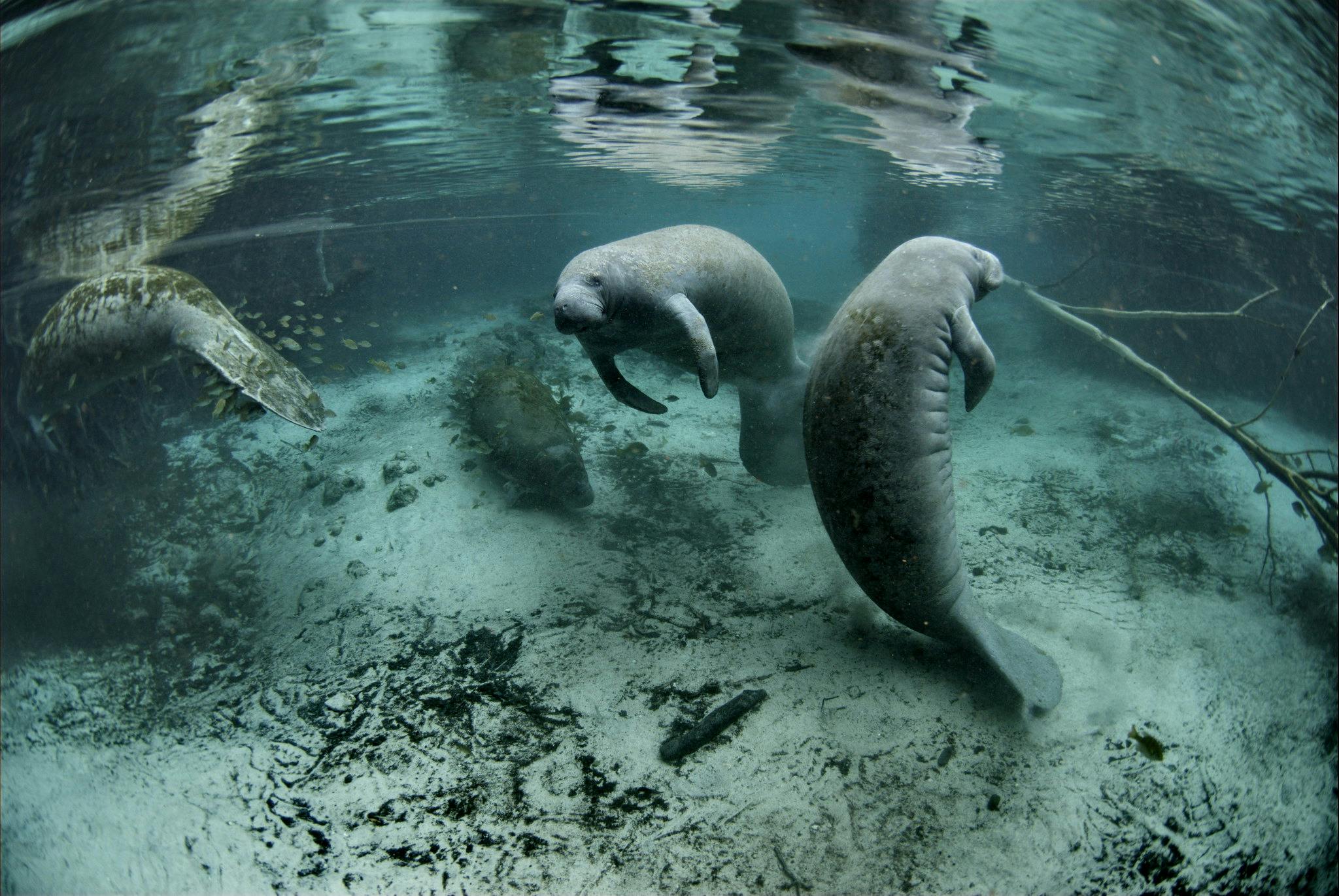 COP16_Genetic_Resources_Deal_Manatee