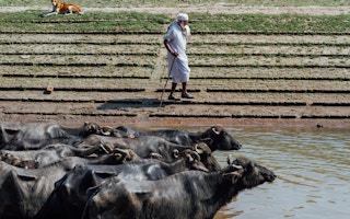 Cattle_Pakistan