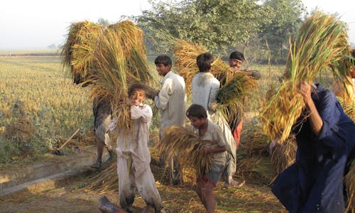 Low earnings and agricultural neglect push Pakistan into food insecurity
