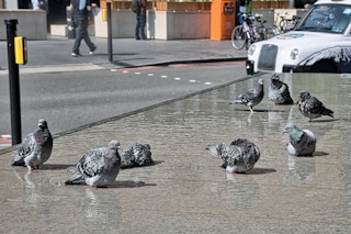 Pigeons_Cool_Off_Heatwave