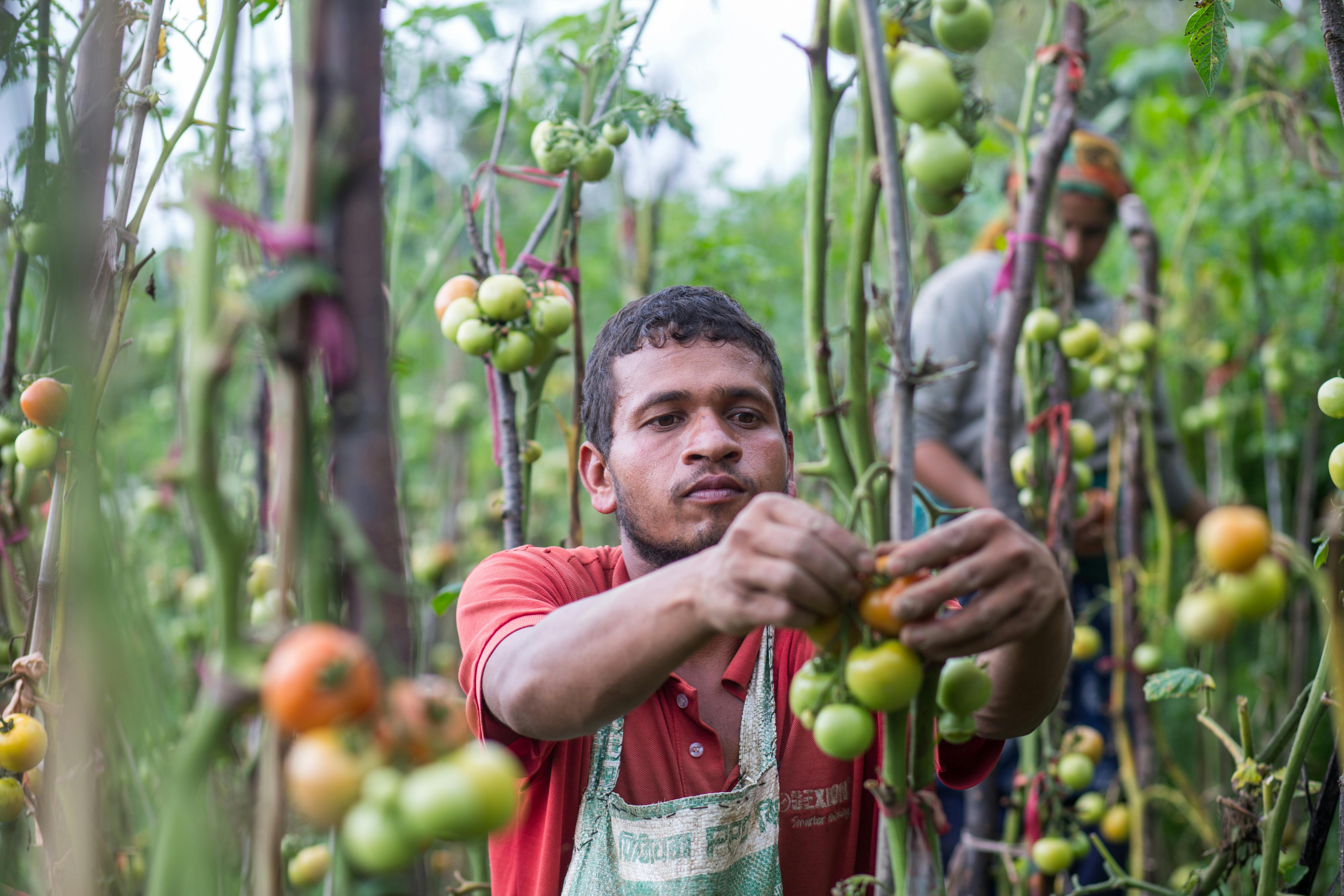 Tomato_Farmer_Nepal