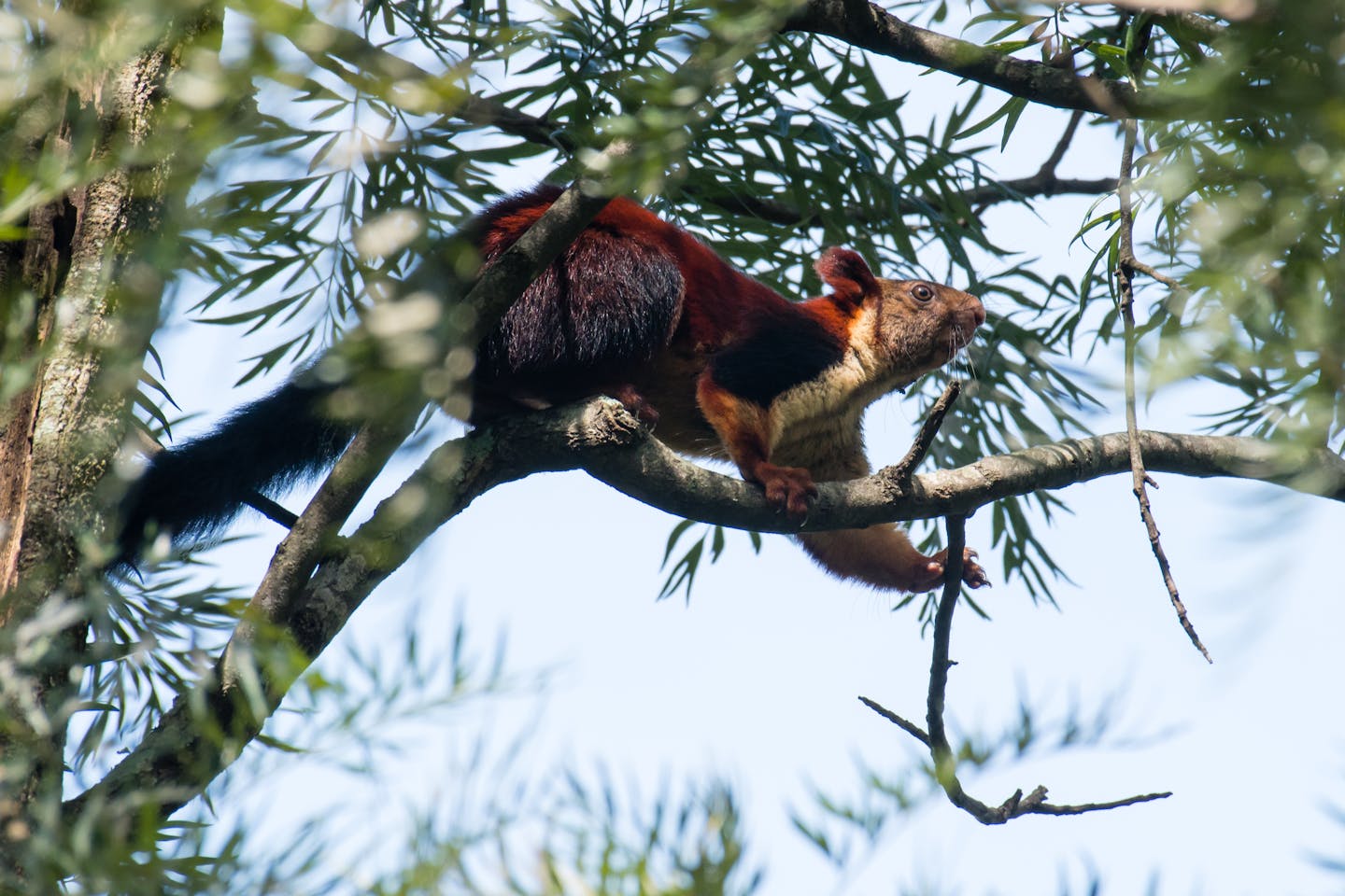 Rare giant squirrel keystone species in India's forests | News |  Eco-Business | Asia Pacific