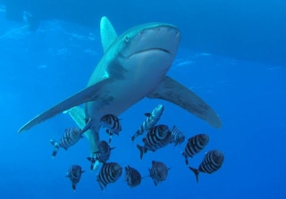 Whitetip_Shark_Fishing
