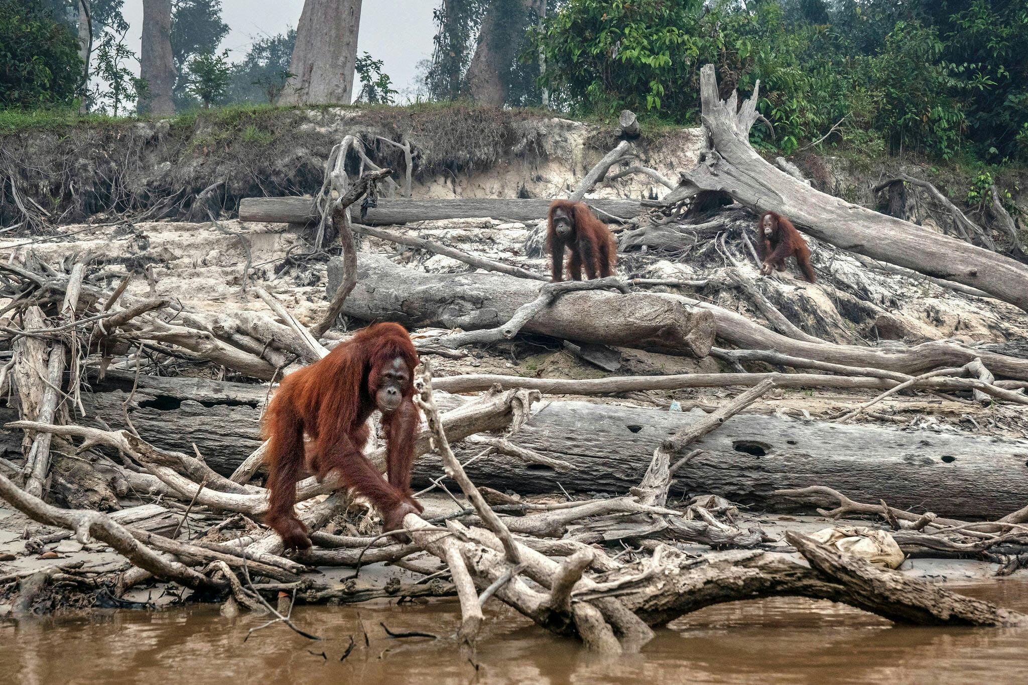 Orangutan_Deforestation_Indonesia