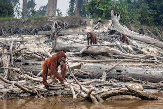 Orangutan_Deforestation_Indonesia