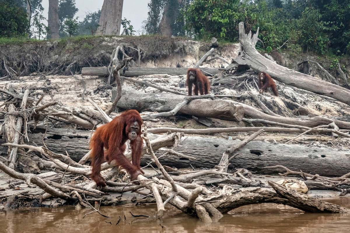 Record high deforestation hits Sumatra’s ‘orangutan capital’ as palm oil industry expands