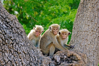 Toque_Macaque_Sri_Lanka