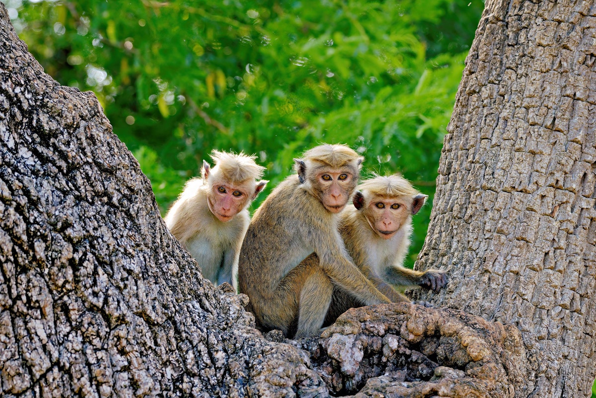 Activists slam scheme to cull Sri Lanka's crop-raiding macaques, export ...