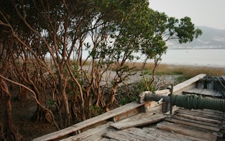 mangroves china