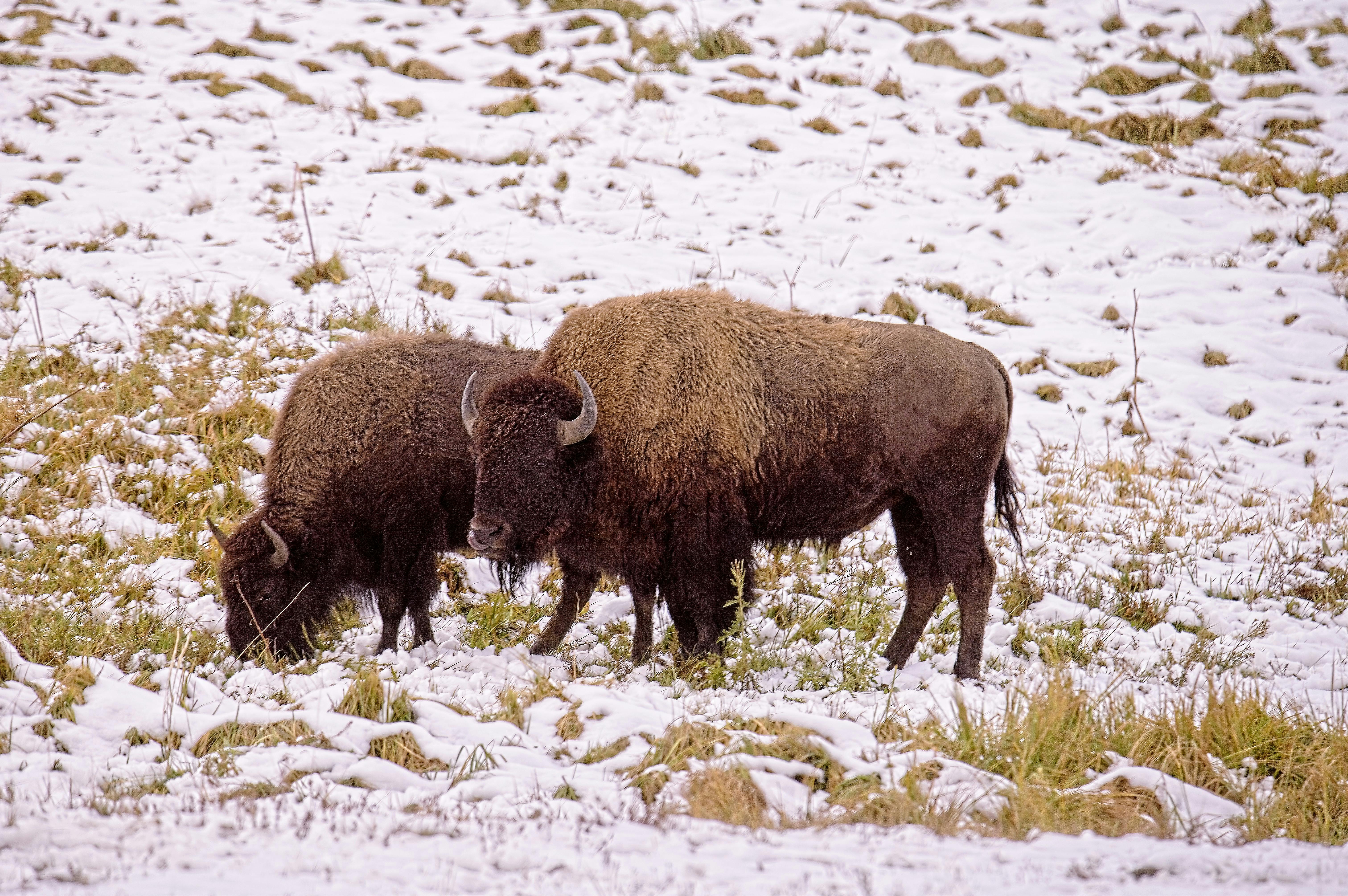 Yellowstone_USA_Bison
