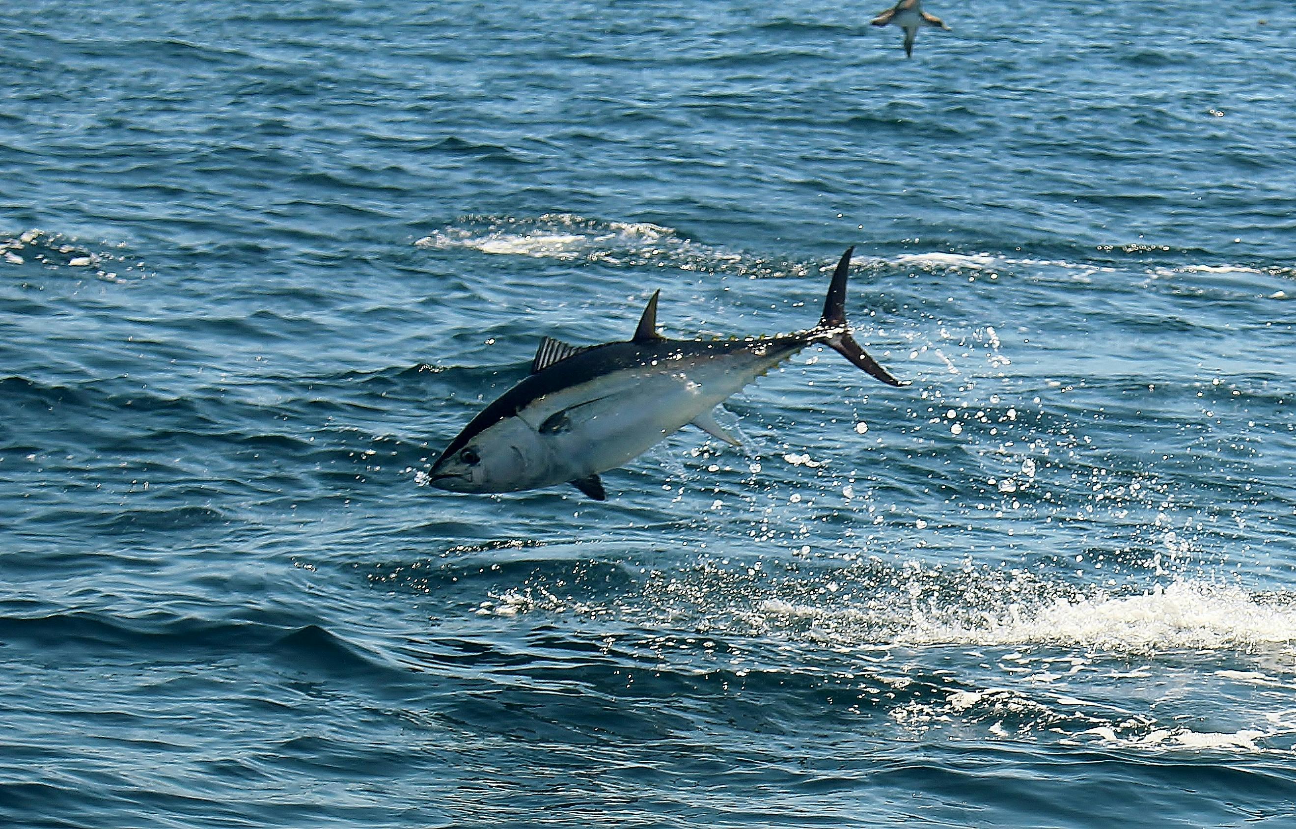 Bluefin_Tuna_Cape_Code