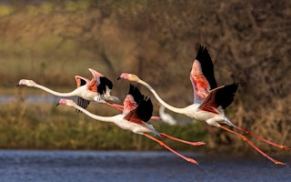 Flamingo_India