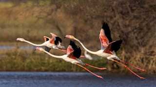 Flamingo_India