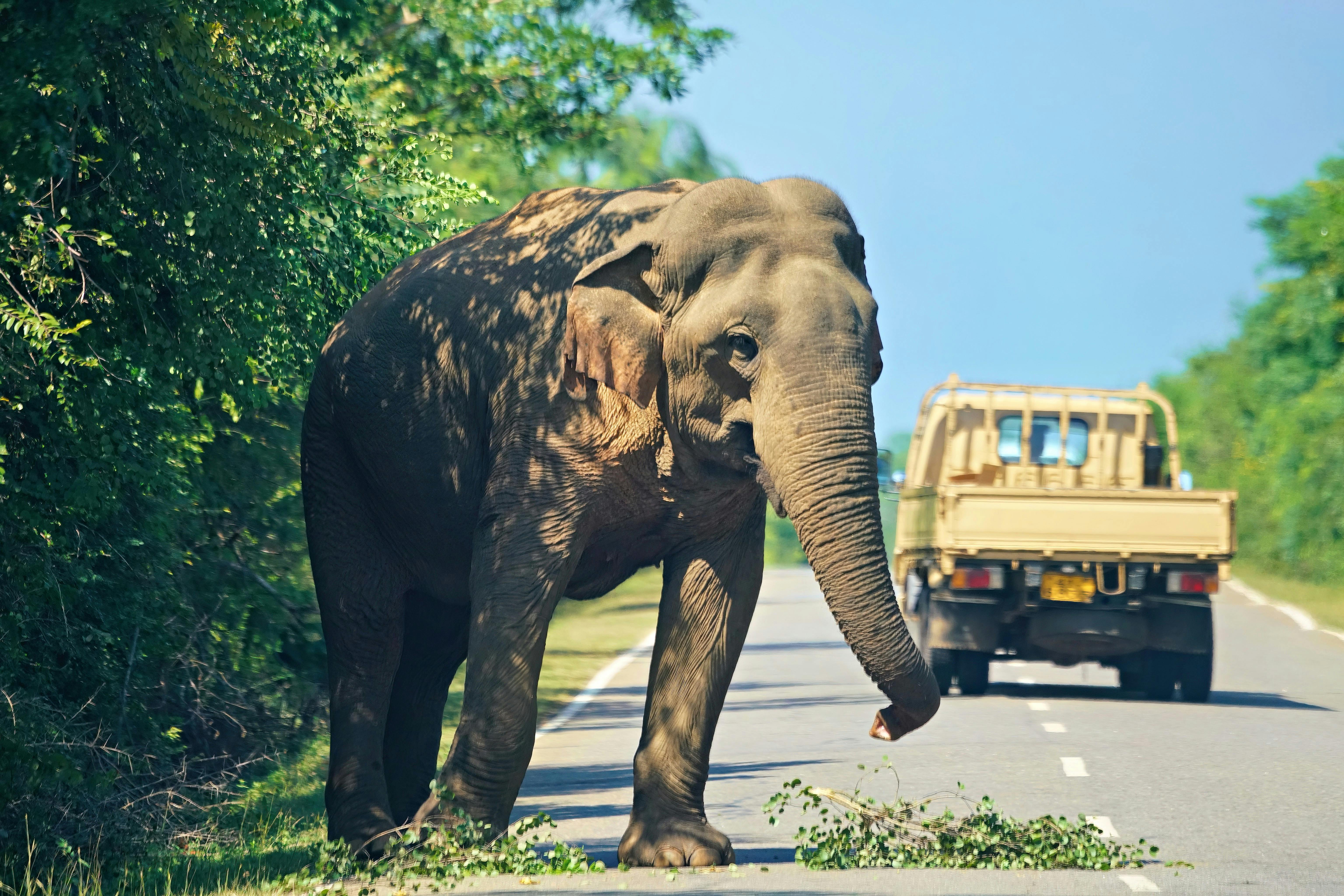 Elephant_Road_Sri_Lanka