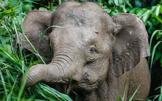 Bornean_pygmy_elephant_Malaysia
