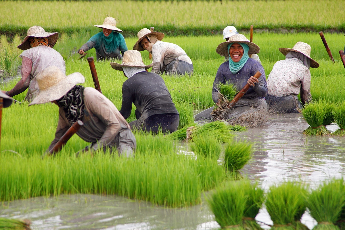 From farmers to importers: how Filipino rice growing went wrong | News ...